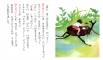 beetle_05
